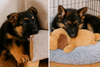MyFurTime ™ Pet  Anxiety Relief Toy